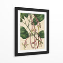 Belleza Botánica I-II - Vision Studio | Cuadro decorativo de Canvas Lab