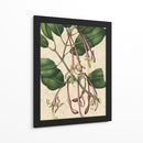 Belleza Botánica I-II - Vision Studio | Cuadro decorativo de Canvas Lab