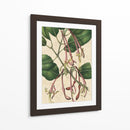 Belleza Botánica I-II - Vision Studio | Cuadro decorativo de Canvas Lab