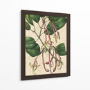 Belleza Botánica I-II - Vision Studio | Cuadro decorativo de Canvas Lab