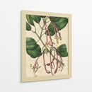 Belleza Botánica I-II - Vision Studio | Cuadro decorativo de Canvas Lab