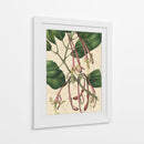 Belleza Botánica I-II - Vision Studio | Cuadro decorativo de Canvas Lab