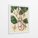 Belleza Botánica I-II - Vision Studio | Cuadro decorativo de Canvas Lab