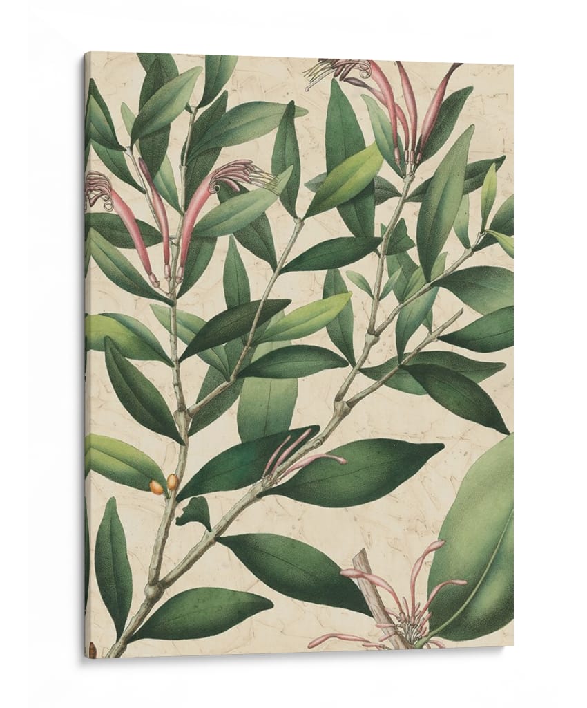 Belleza Botánica II-II - Vision Studio | Cuadro decorativo de Canvas Lab