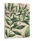 Belleza Botánica II-II - Vision Studio | Cuadro decorativo de Canvas Lab