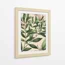 Belleza Botánica II-II - Vision Studio | Cuadro decorativo de Canvas Lab