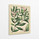 Belleza Botánica II-II - Vision Studio | Cuadro decorativo de Canvas Lab