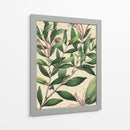 Belleza Botánica II-II - Vision Studio | Cuadro decorativo de Canvas Lab