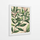 Belleza Botánica II-II - Vision Studio | Cuadro decorativo de Canvas Lab