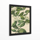 Belleza Botánica III-II - Vision Studio | Cuadro decorativo de Canvas Lab