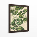Belleza Botánica III-II - Vision Studio | Cuadro decorativo de Canvas Lab