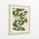 Belleza Botánica III-II - Vision Studio | Cuadro decorativo de Canvas Lab
