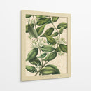 Belleza Botánica III-II - Vision Studio | Cuadro decorativo de Canvas Lab
