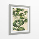 Belleza Botánica III-II - Vision Studio | Cuadro decorativo de Canvas Lab