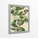 Belleza Botánica III-II - Vision Studio | Cuadro decorativo de Canvas Lab
