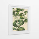 Belleza Botánica III-II - Vision Studio | Cuadro decorativo de Canvas Lab