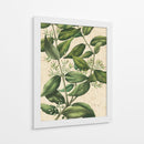Belleza Botánica III-II - Vision Studio | Cuadro decorativo de Canvas Lab