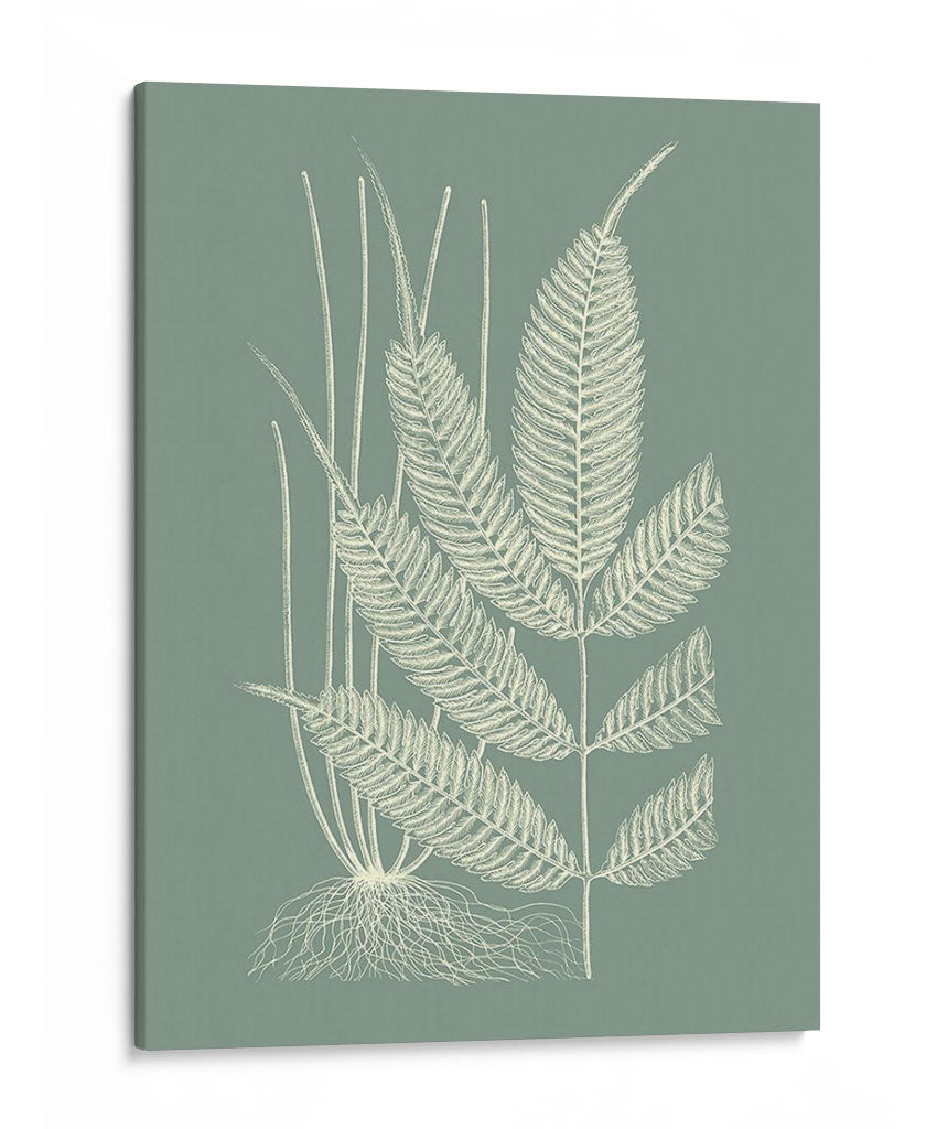 Helechos En Sage Ii - Vision Studio | Cuadro decorativo de Canvas Lab