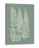 Helechos En Sage Iii - Vision Studio | Cuadro decorativo de Canvas Lab