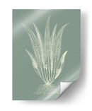 Helechos En Sage Iv - Vision Studio | Cuadro decorativo de Canvas Lab