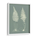 Helechos En Sabio Vi - Vision Studio | Cuadro decorativo de Canvas Lab
