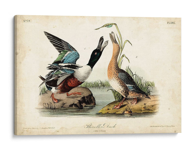 Audubon Ducks I - John James Audubon | Cuadro decorativo de Canvas Lab