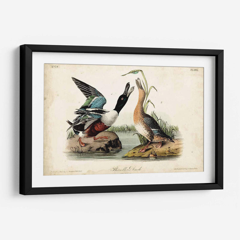 Audubon Ducks I - John James Audubon | Cuadro decorativo de Canvas Lab