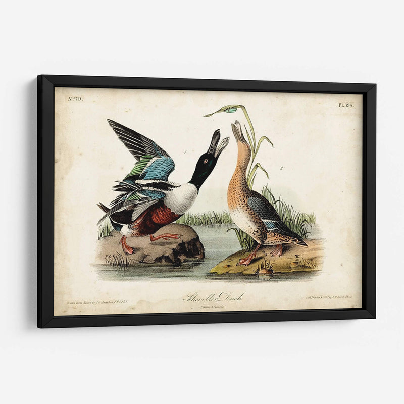 Audubon Ducks I - John James Audubon | Cuadro decorativo de Canvas Lab