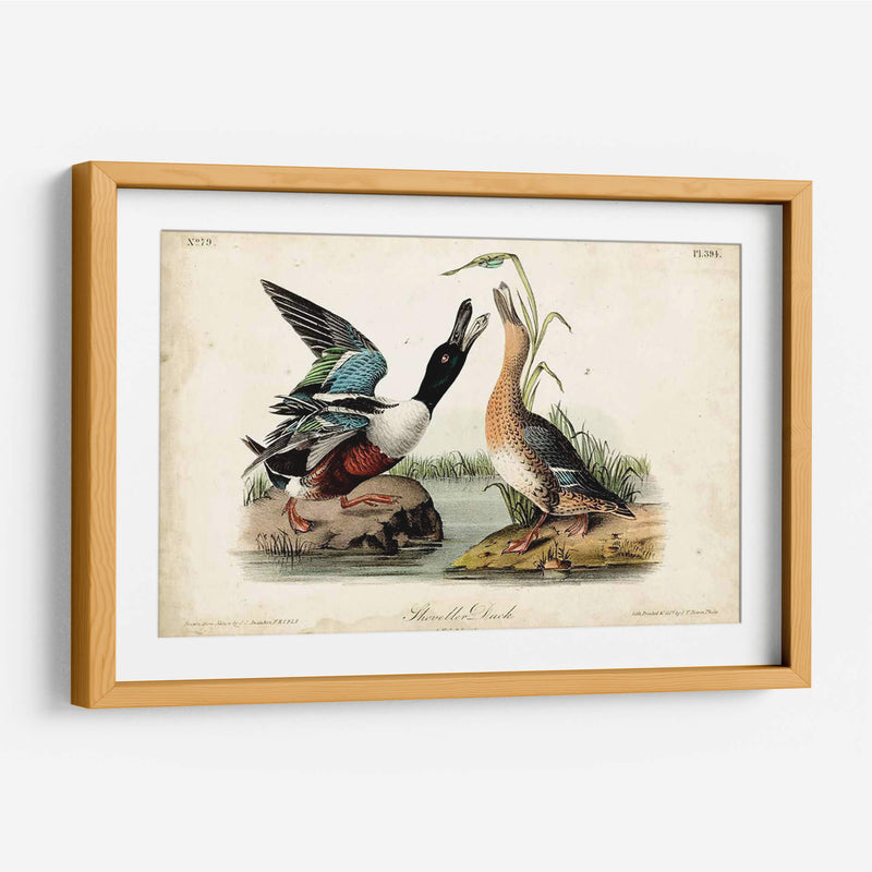 Audubon Ducks I - John James Audubon | Cuadro decorativo de Canvas Lab