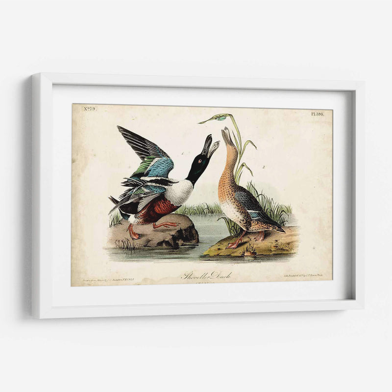 Audubon Ducks I - John James Audubon | Cuadro decorativo de Canvas Lab