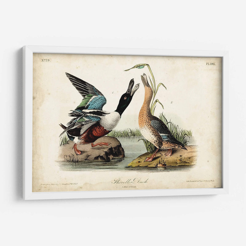 Audubon Ducks I - John James Audubon | Cuadro decorativo de Canvas Lab