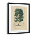 Laurel No Adornado | Cuadro decorativo de Canvas Lab