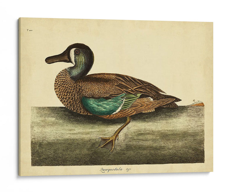 Catesby White-Face Teal Pl. T100 - Mark Catesby | Cuadro decorativo de Canvas Lab