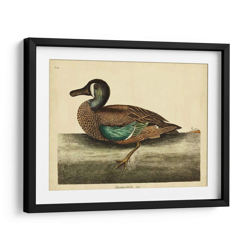 Catesby White-Face Teal Pl. T100 - Mark Catesby | Cuadro decorativo de Canvas Lab