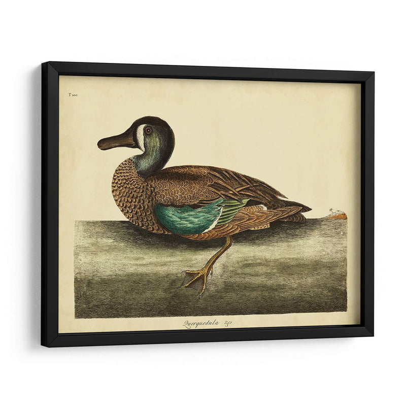 Catesby White-Face Teal Pl. T100 - Mark Catesby | Cuadro decorativo de Canvas Lab