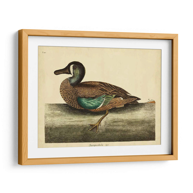 Catesby White-Face Teal Pl. T100 - Mark Catesby | Cuadro decorativo de Canvas Lab