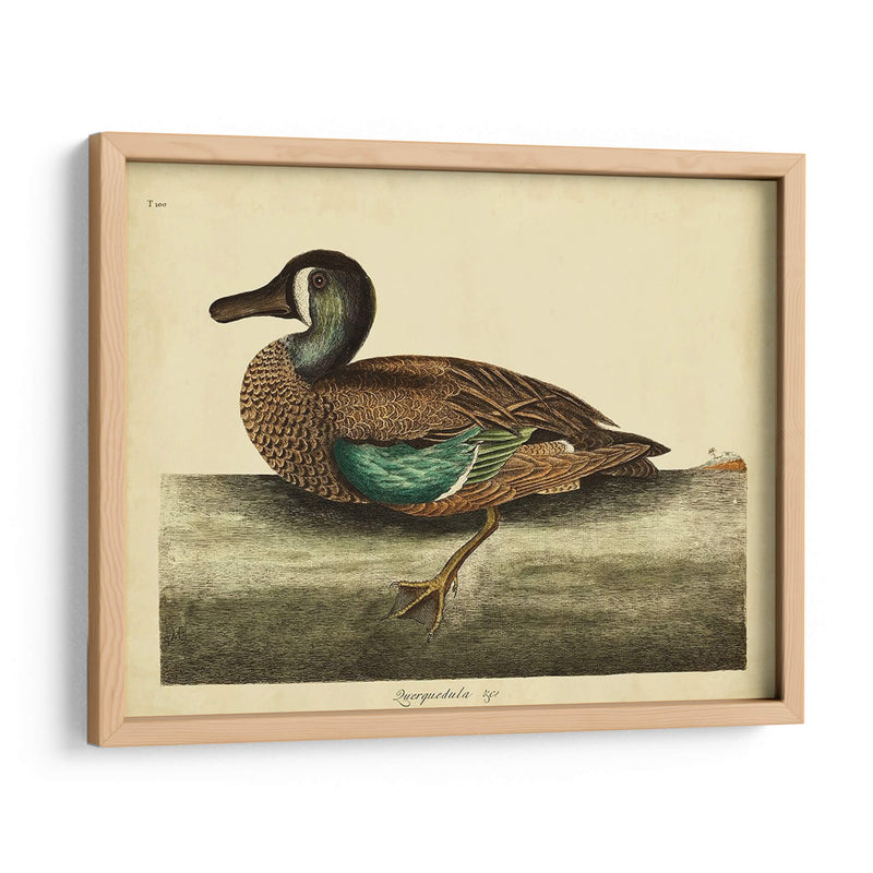 Catesby White-Face Teal Pl. T100 - Mark Catesby | Cuadro decorativo de Canvas Lab