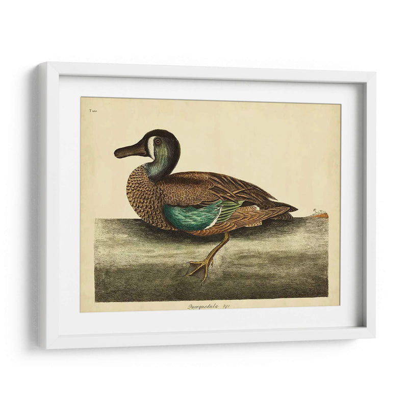 Catesby White-Face Teal Pl. T100 - Mark Catesby | Cuadro decorativo de Canvas Lab