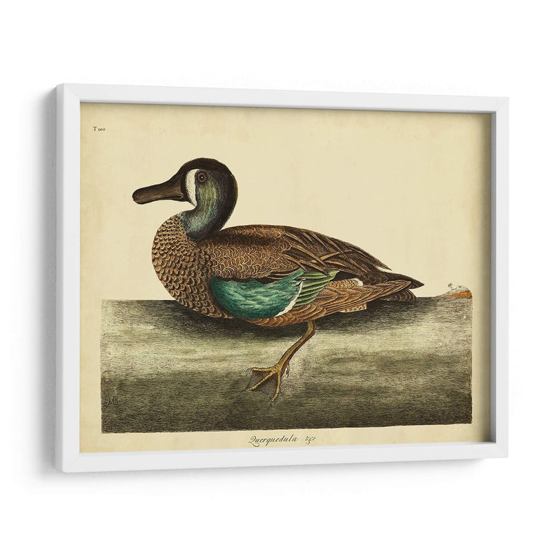 Catesby White-Face Teal Pl. T100 - Mark Catesby | Cuadro decorativo de Canvas Lab