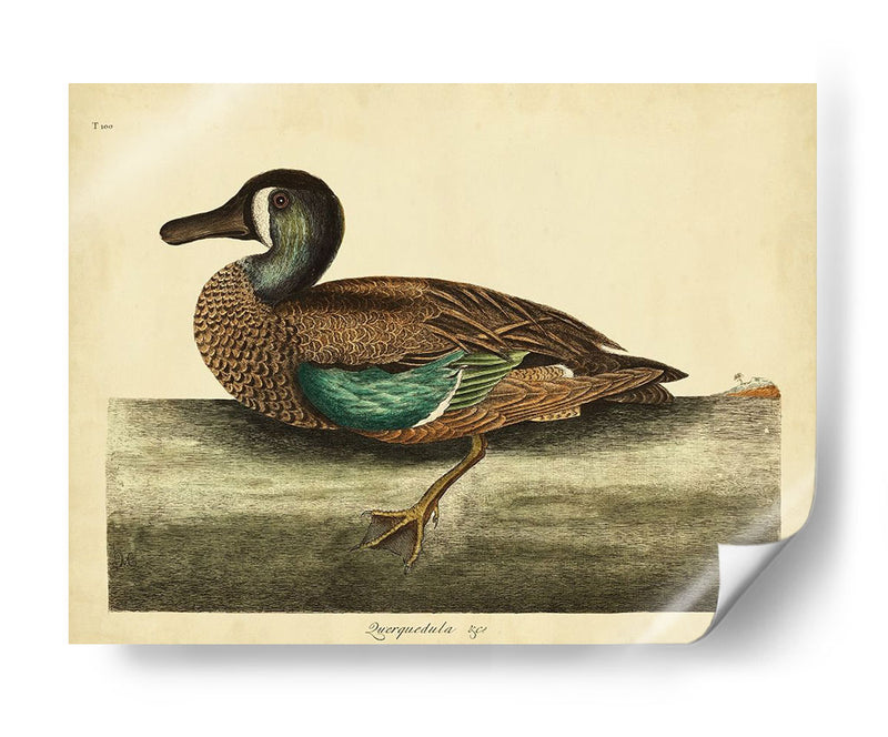 Catesby White-Face Teal Pl. T100 - Mark Catesby | Cuadro decorativo de Canvas Lab