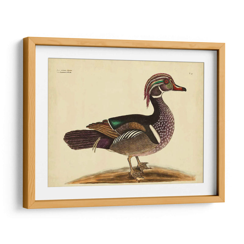 Cateby Verano Pato Pl T97 - Mark Catesby | Cuadro decorativo de Canvas Lab