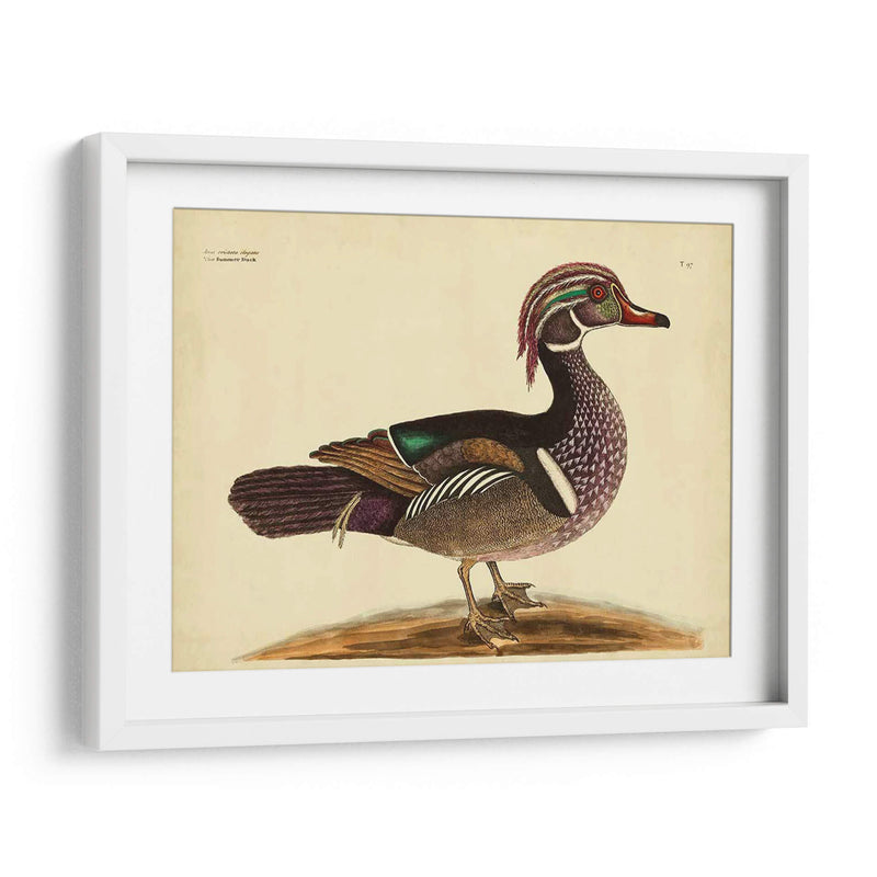 Cateby Verano Pato Pl T97 - Mark Catesby | Cuadro decorativo de Canvas Lab