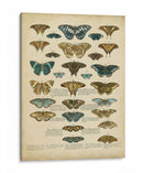 Tabula De Papilio - Edward Step | Cuadro decorativo de Canvas Lab