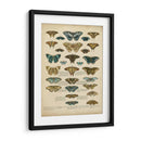 Tabula De Papilio - Edward Step | Cuadro decorativo de Canvas Lab