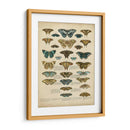 Tabula De Papilio - Edward Step | Cuadro decorativo de Canvas Lab