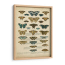 Tabula De Papilio - Edward Step | Cuadro decorativo de Canvas Lab