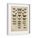 Tabula De Papilio - Edward Step | Cuadro decorativo de Canvas Lab