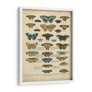 Tabula De Papilio - Edward Step | Cuadro decorativo de Canvas Lab