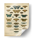 Tabula De Papilio - Edward Step | Cuadro decorativo de Canvas Lab