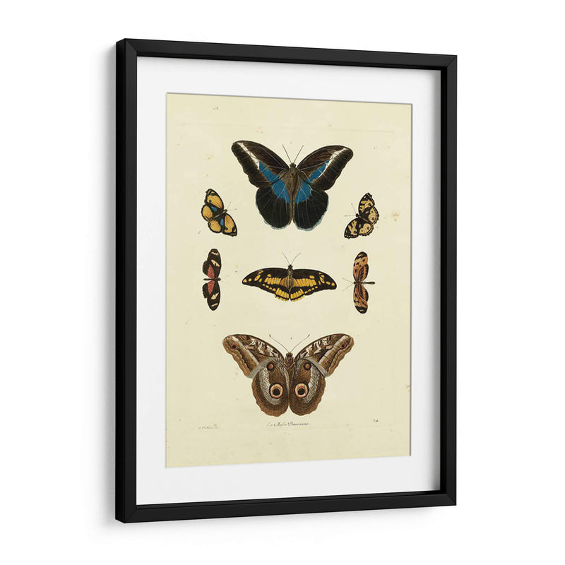 Mariposas De Knorr I - Knorr | Cuadro decorativo de Canvas Lab